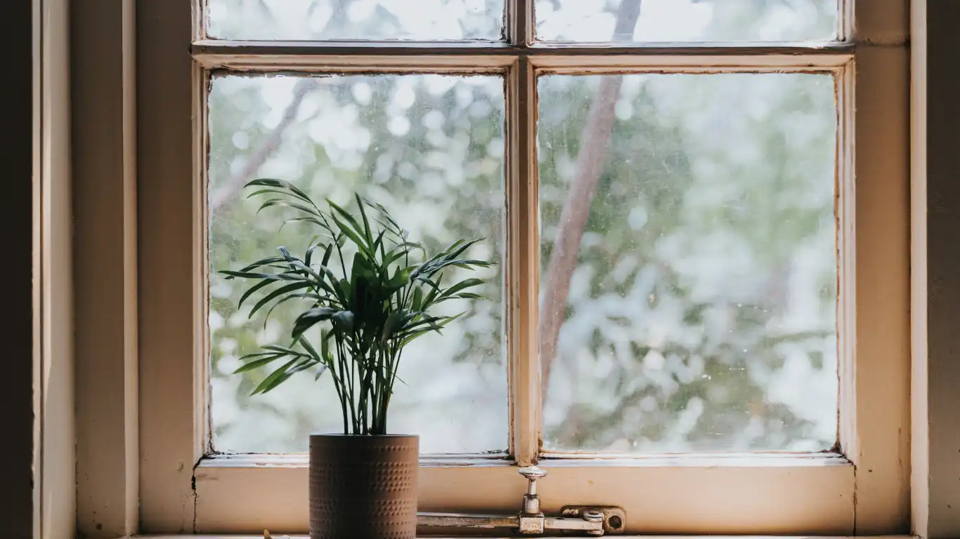 窓際に置かれた観葉植物
