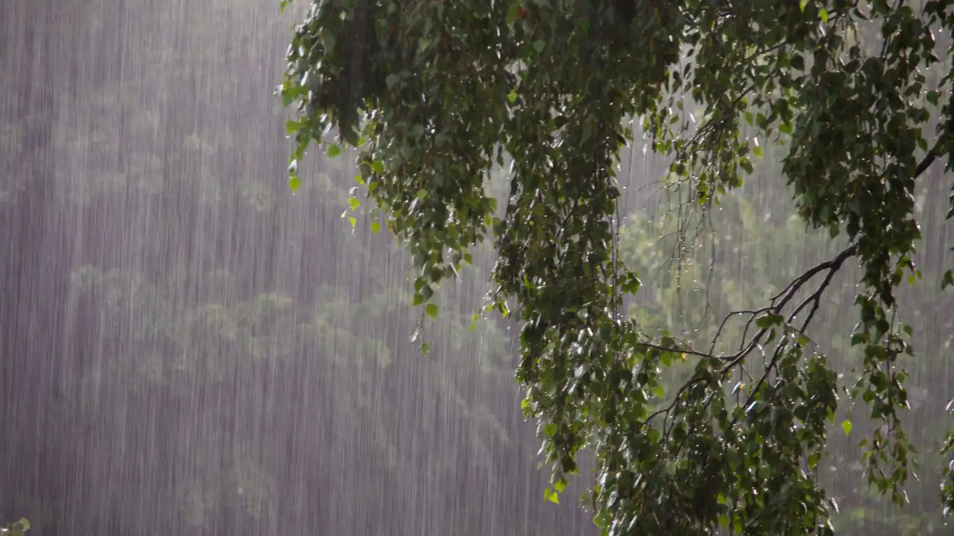 大雨で木から水がしたたり落ちている