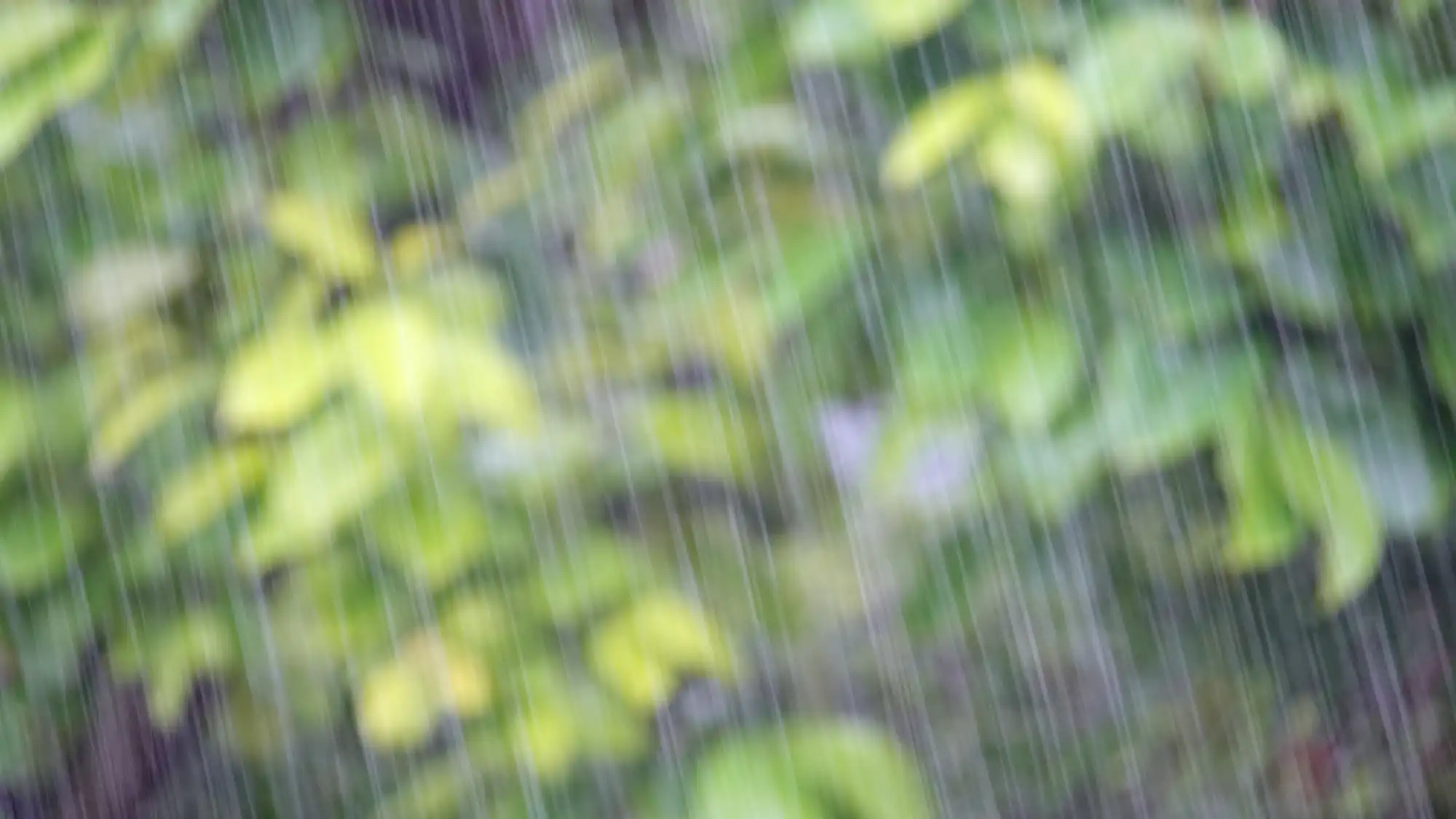 雨が降っている様子
