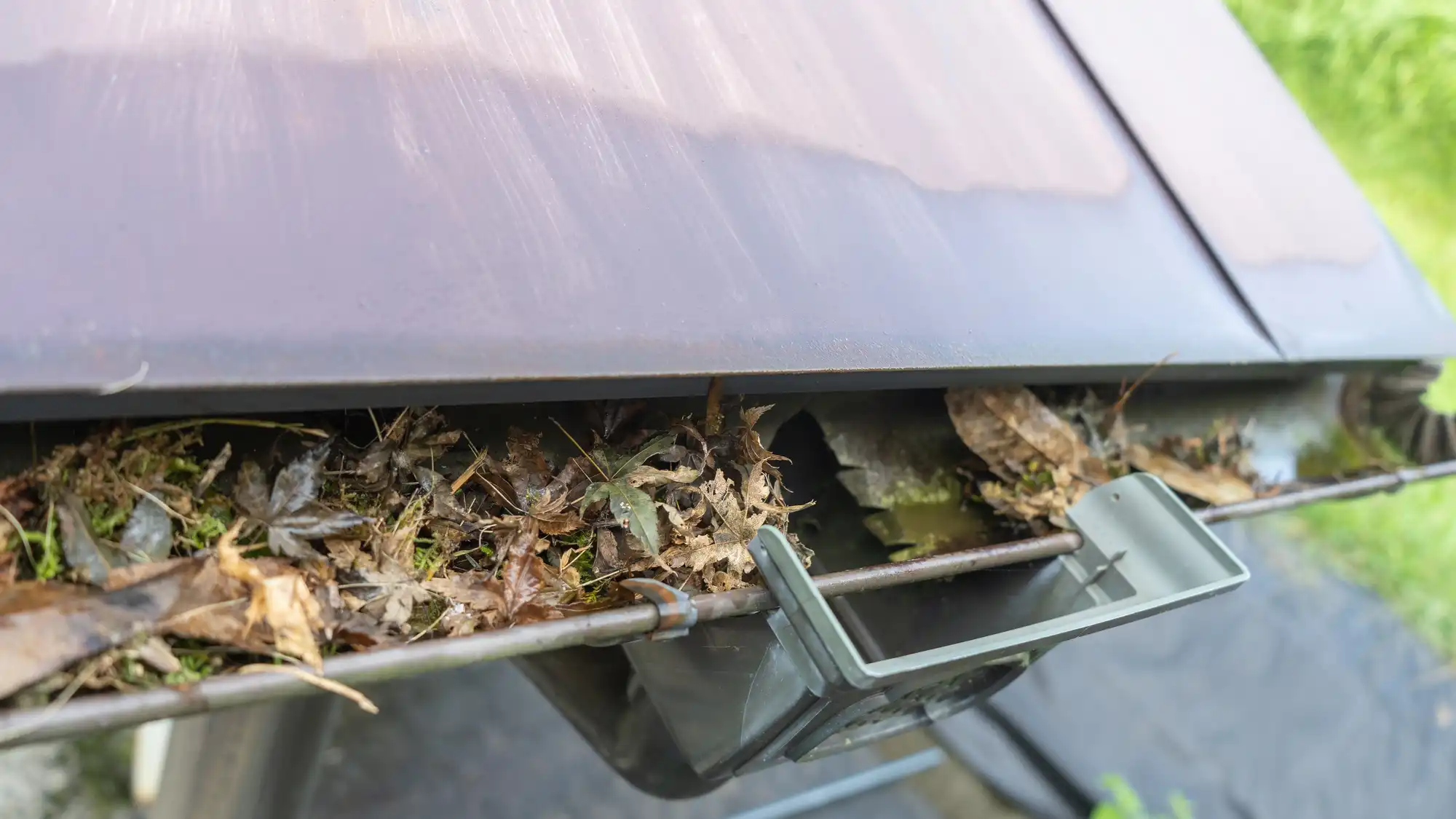 雨樋にたまった落ち葉